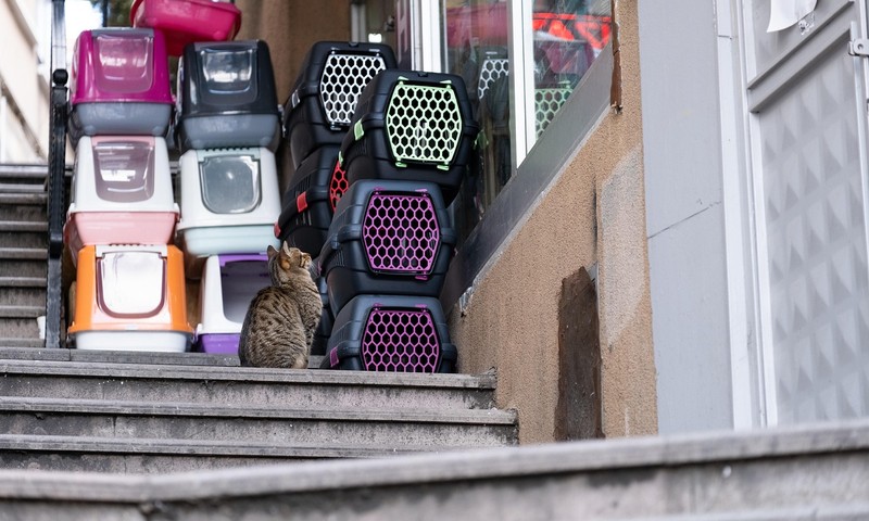忠诚勇敢的伙伴——德国牧羊犬的品种特点与养护指南