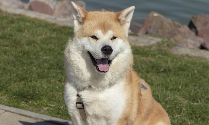 猫咪换粮指南：平稳过渡，呵护猫咪肠胃健康