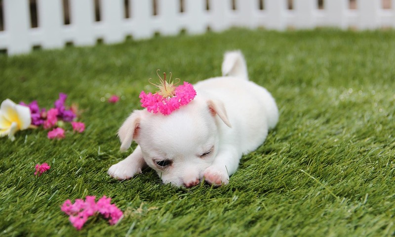 狗狗常见肠胃问题：症状、预防及调理方法