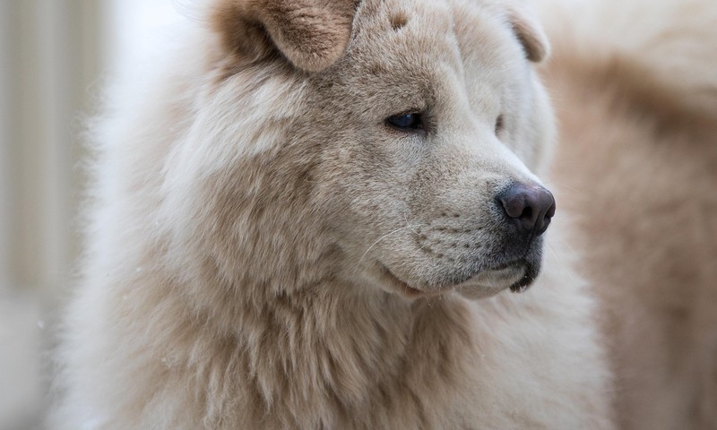 猫咪换粮攻略：平稳过渡，呵护猫咪肠胃健康