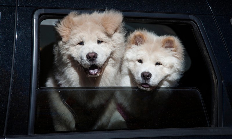 忠诚守护者：德国牧羊犬的品种特点与饲养技巧