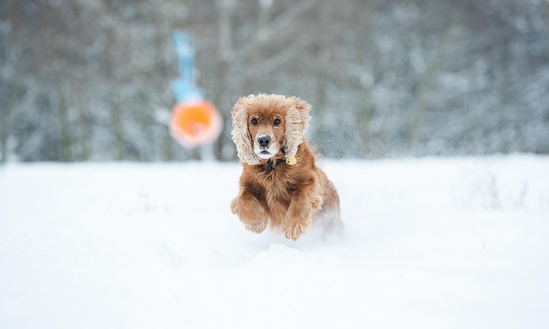 猫咪换粮攻略：平稳过渡，呵护猫咪肠胃健康
