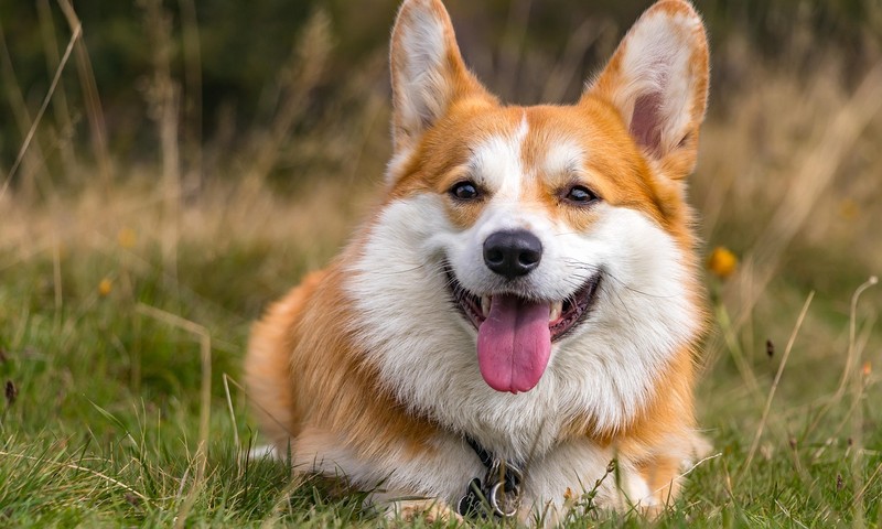 猫咪百科：波斯猫，优雅高贵的“喵星人大使”