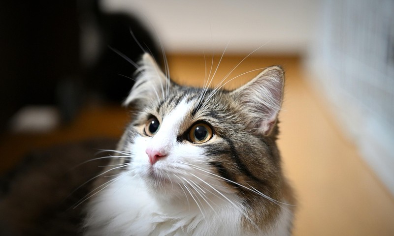 猫咪品种介绍：暹罗猫的优雅与活泼