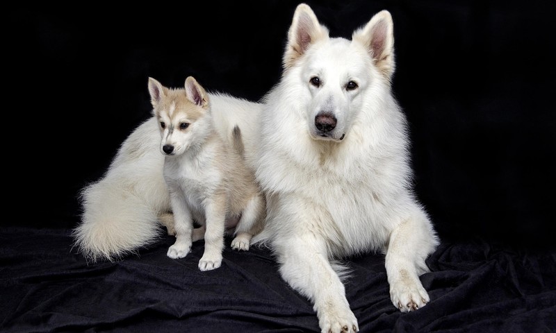 猫咪中的优雅舞者——波斯猫的品种特点及养护要点