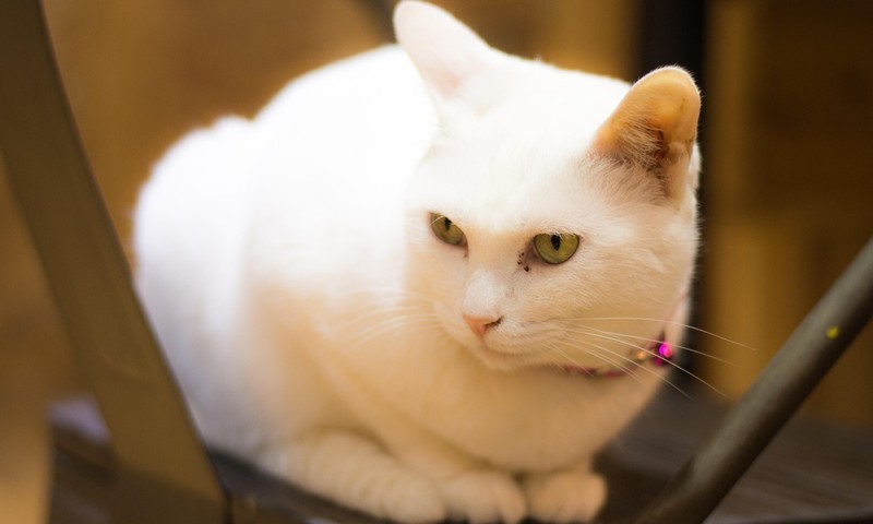 狗狗毛发护理全攻略：如何让狗狗拥有一身靓丽毛发