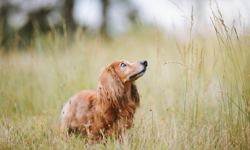 金毛寻回犬：忠诚友善的守护者