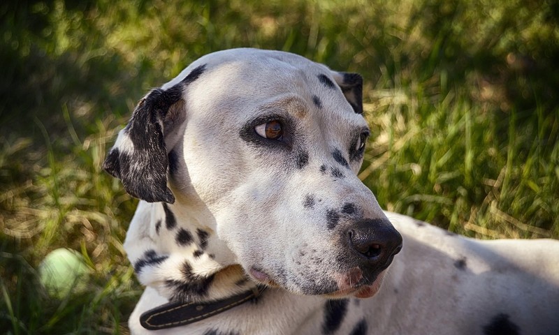 狗狗皮肤问题的诊断与护理方法