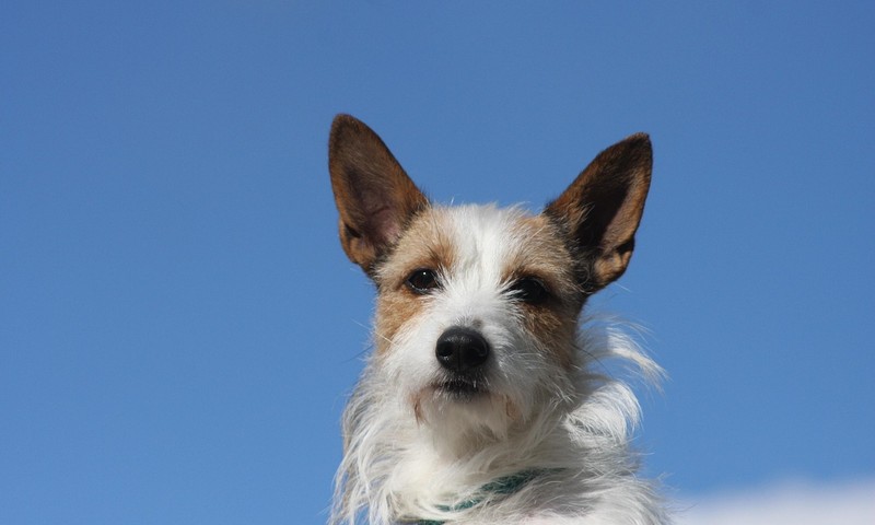 狗狗常见皮肤问题解析与护理指南