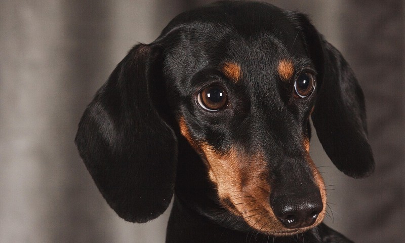 狗狗毛发护理全攻略：让狗狗毛发亮丽如丝