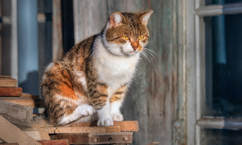 狗狗肠胃不适的常见症状与调理方法