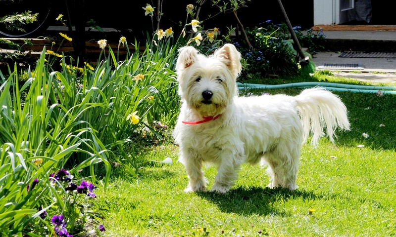 猫咪换粮技巧：平稳过渡，呵护猫咪肠胃健康
