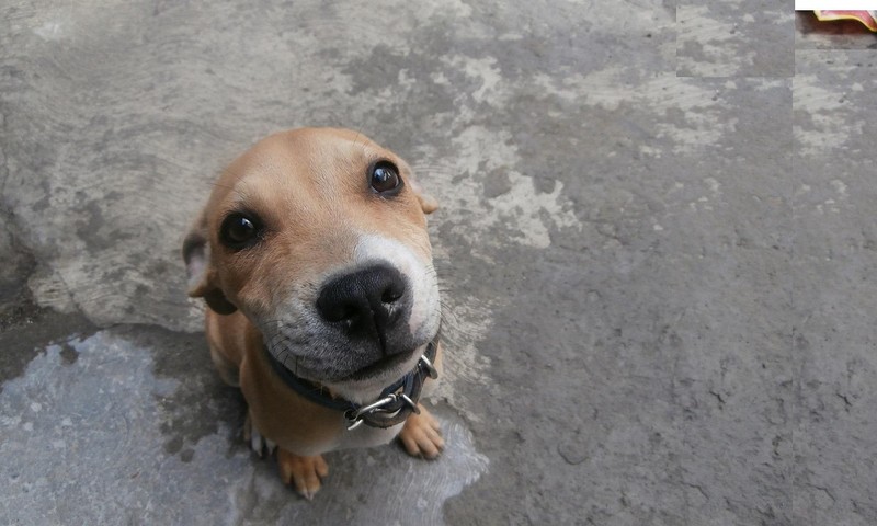 猫咪换粮攻略：平稳过渡，呵护猫咪肠胃健康