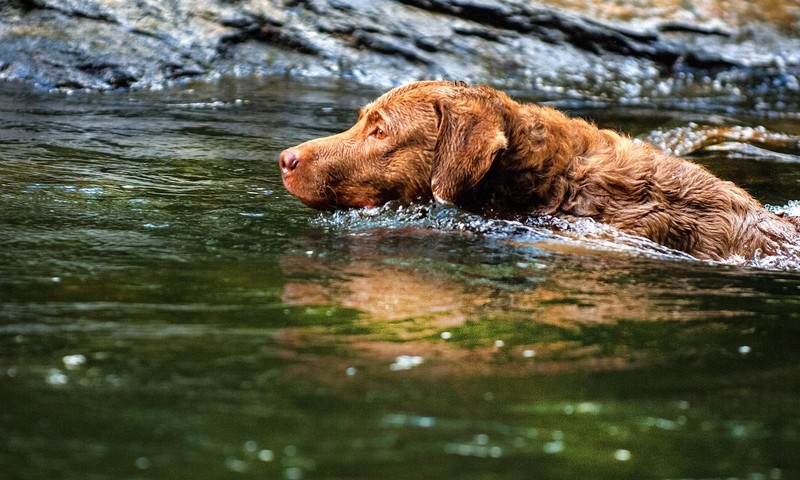 狗狗毛发护理全攻略：让狗狗毛发亮丽如丝