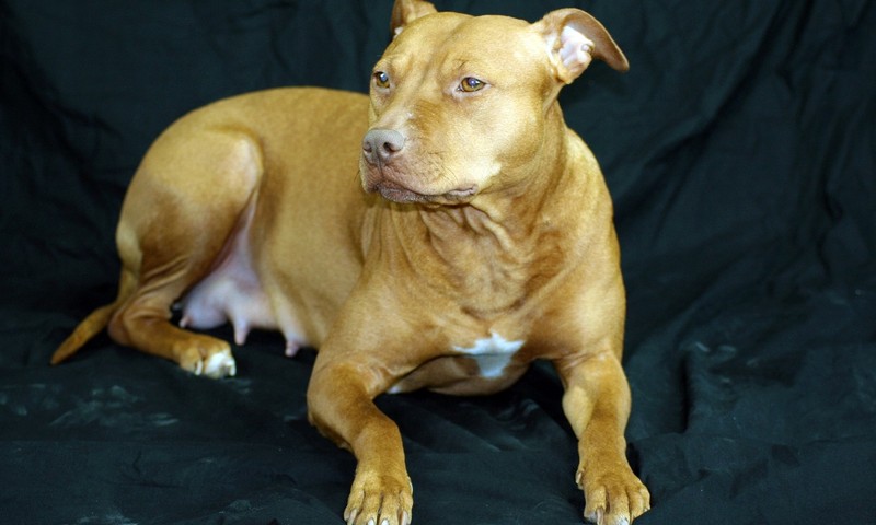 忠诚伙伴：金毛寻回犬的温馨故事