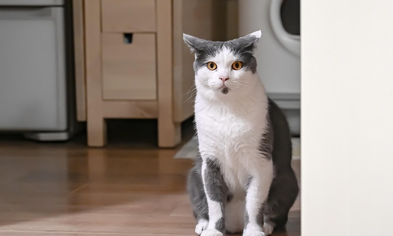 狗狗毛发护理指南：保持毛发亮丽，展现宠物风采