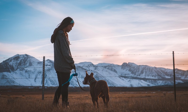 猫咪常见肠胃问题：症状、预防与调理