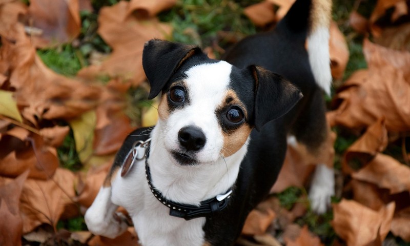 狗狗皮肤问题解析：症状、预防和护理