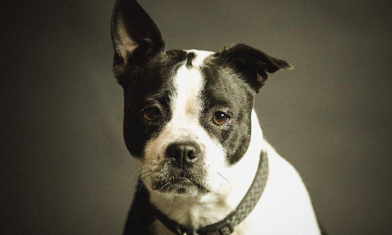 猫咪换粮攻略：平稳过渡，呵护爱宠肠胃