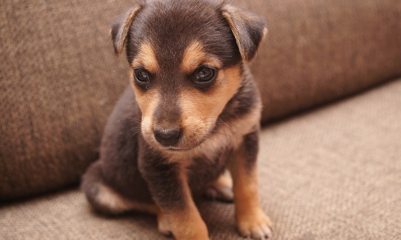 狗狗毛发护理全攻略：让狗狗毛发亮丽如丝