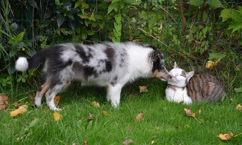 狗狗常见皮肤病：症状、预防与护理