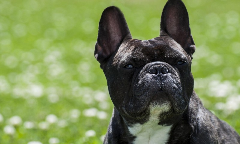 狗狗毛发护理全攻略：让狗狗毛发光泽柔顺