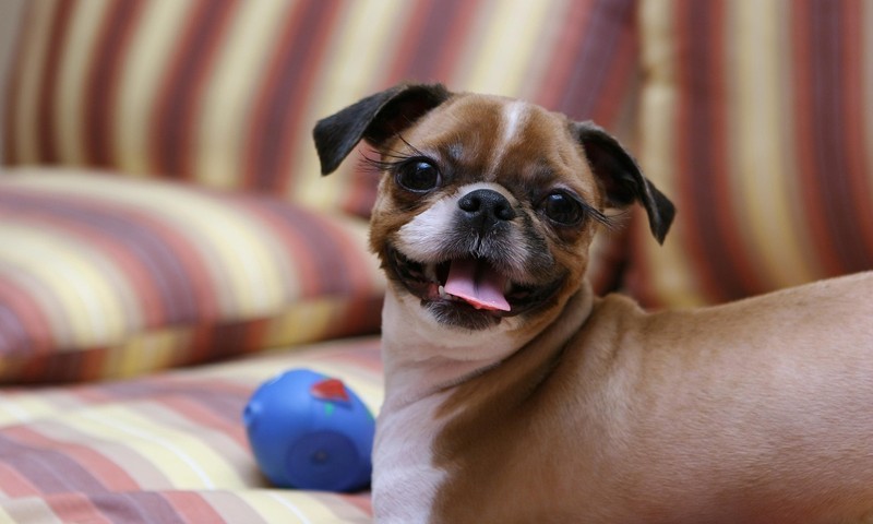 宠物肠胃不适的常见症状及应对措施