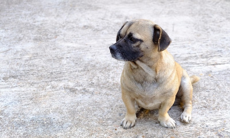 猫咪皮肤问题诊断与护理指南