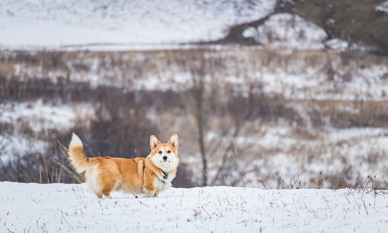 猫咪肠胃不适：症状识别与护理方法
