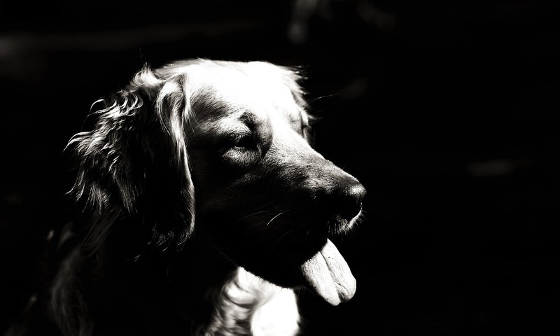 宠物皮肤问题：早期识别与科学护理