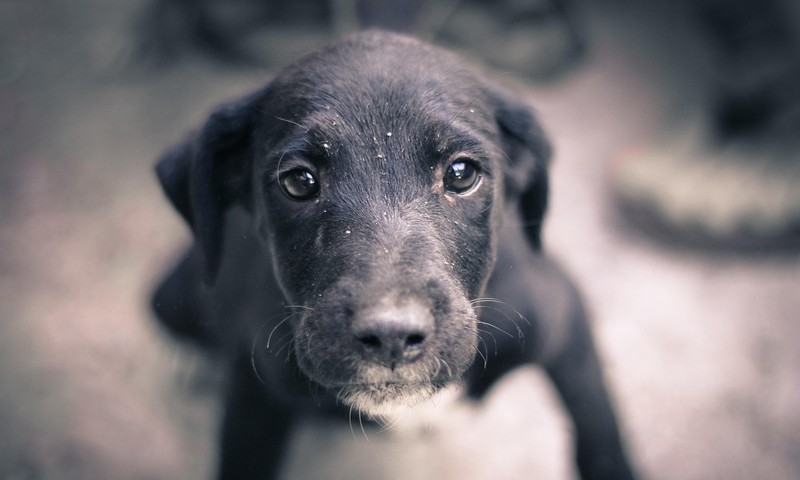 狗狗毛发护理全攻略：让狗狗毛发光泽如丝