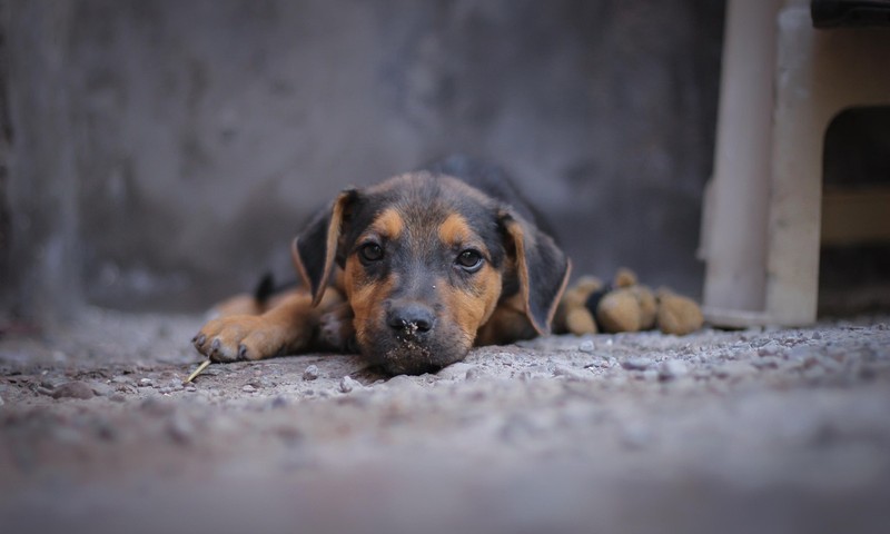 狗狗换粮攻略：轻松过渡，让爱宠健康成长