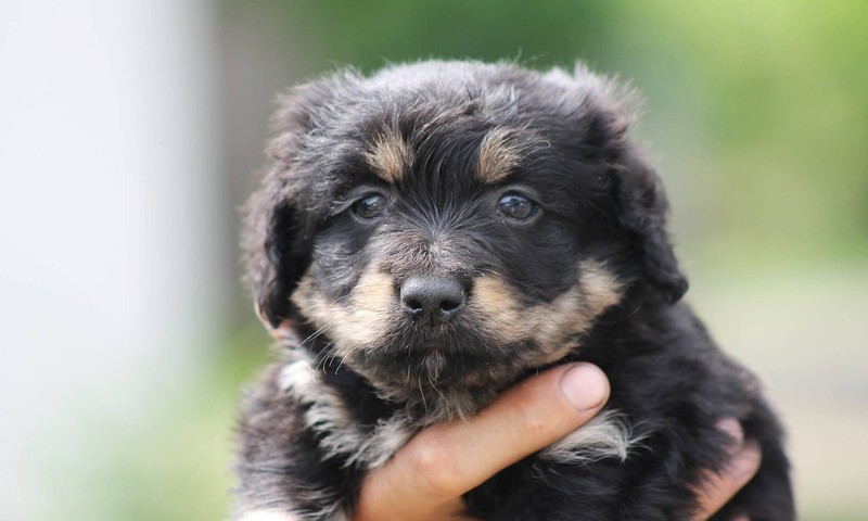 宠物肠胃调理：常见问题与养护指南