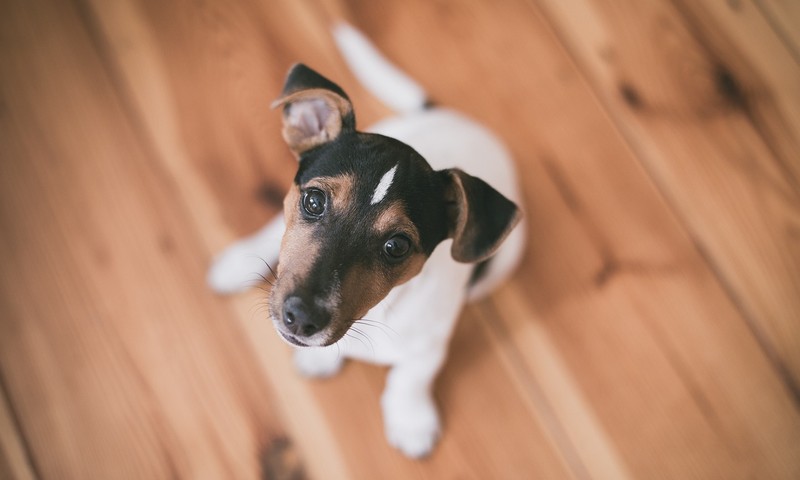 狗狗毛发护理全攻略：让狗狗毛发亮丽如丝