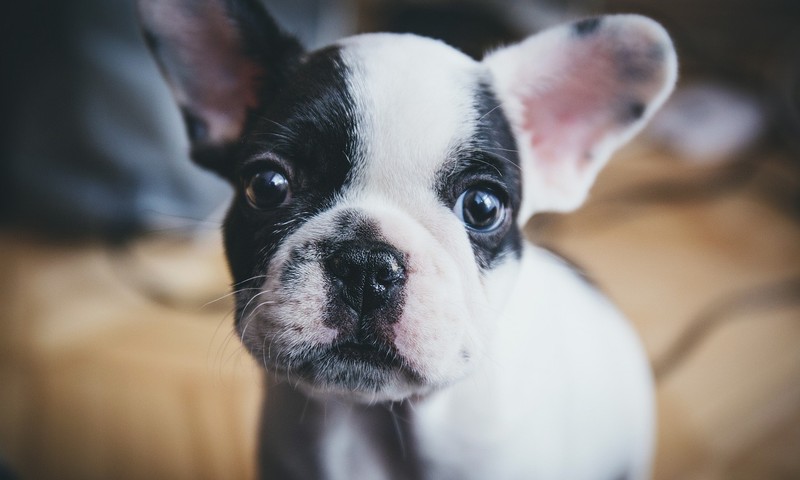 狗狗皮肤瘙痒症：症状、预防及护理指南