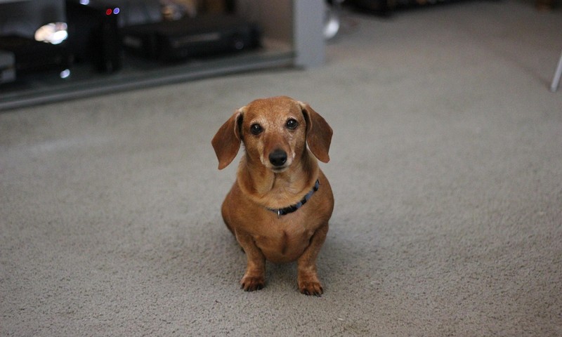 狗狗毛发护理全攻略：保持狗狗毛发亮丽，预防疾病