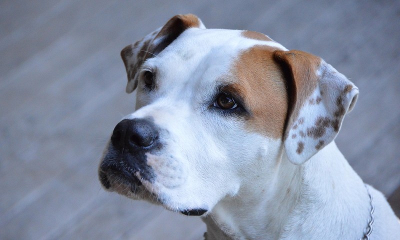 猫咪品种大揭秘：波斯猫的独特魅力