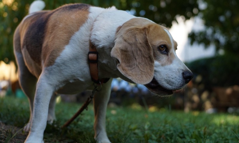 狗狗毛发护理全攻略：从饮食到清洁，让狗狗毛发亮丽如丝
