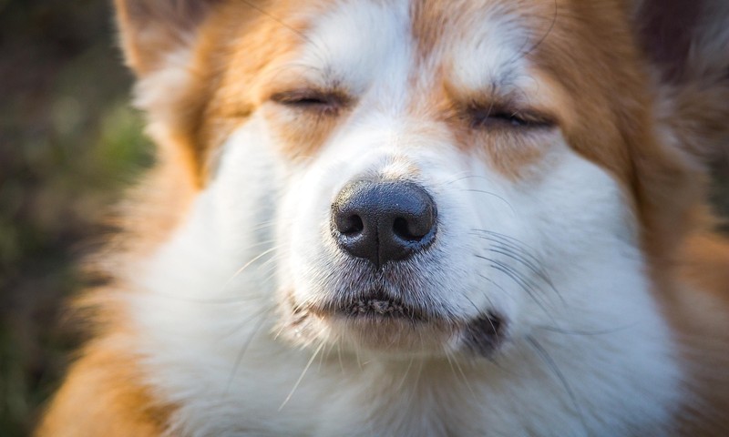 狗狗皮肤问题：常见症状与处理指南