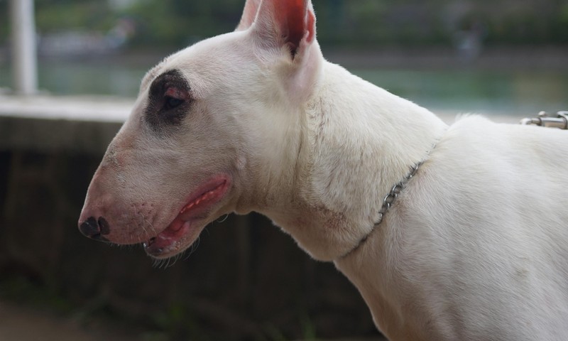 猫咪换粮攻略：轻松过渡，呵护猫咪肠胃健康