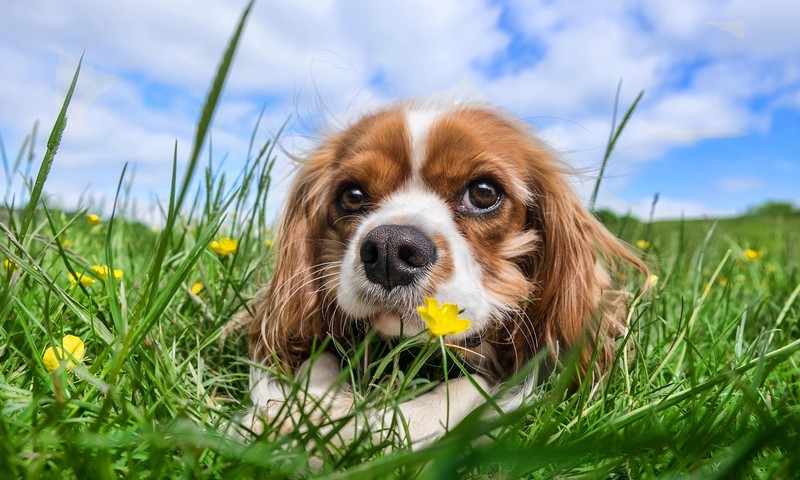 狗狗毛发护理全攻略：保持毛发亮丽，提升狗狗形象