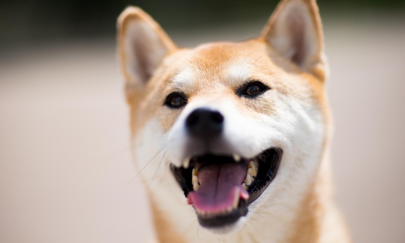 猫咪肠胃问题：常见症状、预防与调理方法