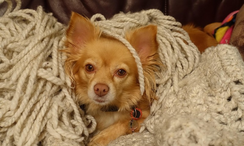 狗狗皮肤问题的诊断与护理