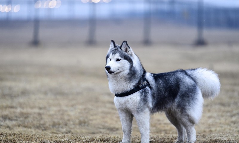 猫咪皮肤问题的早期识别与预防