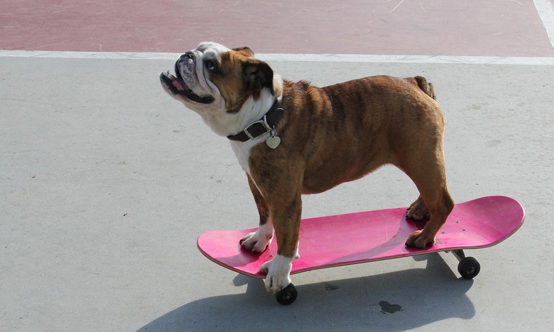 狗狗毛发护理全攻略：如何让狗狗拥有柔顺毛发？