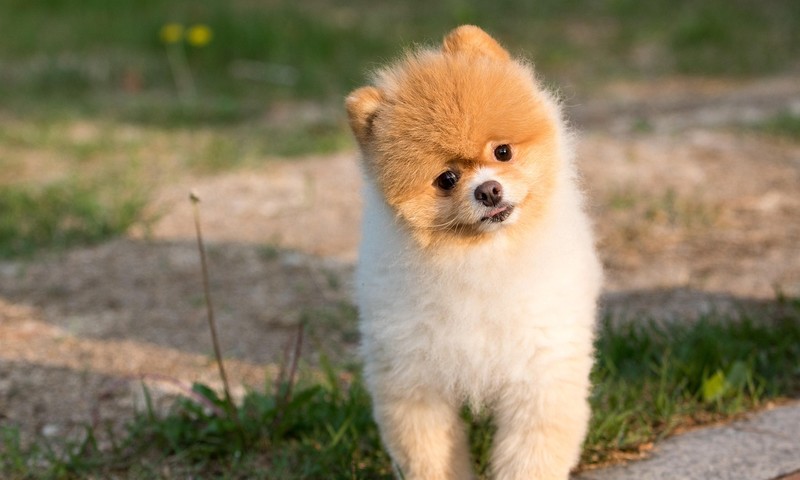 猫咪中的“长腿欧巴”——俄罗斯蓝猫