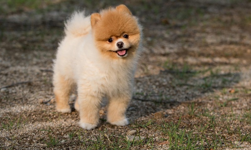 猫咪毛发护理攻略：让你的萌猫时刻保持柔顺亮丽