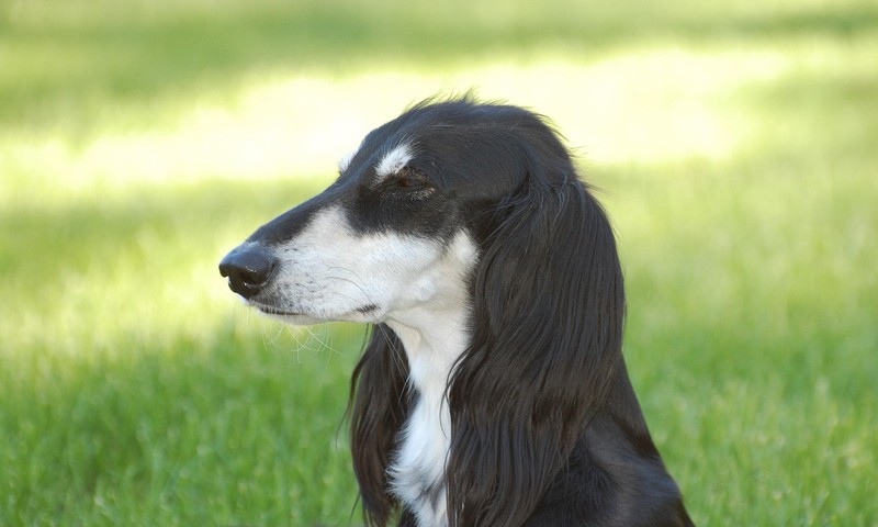 猫咪肠胃不适的常见症状与护理方法