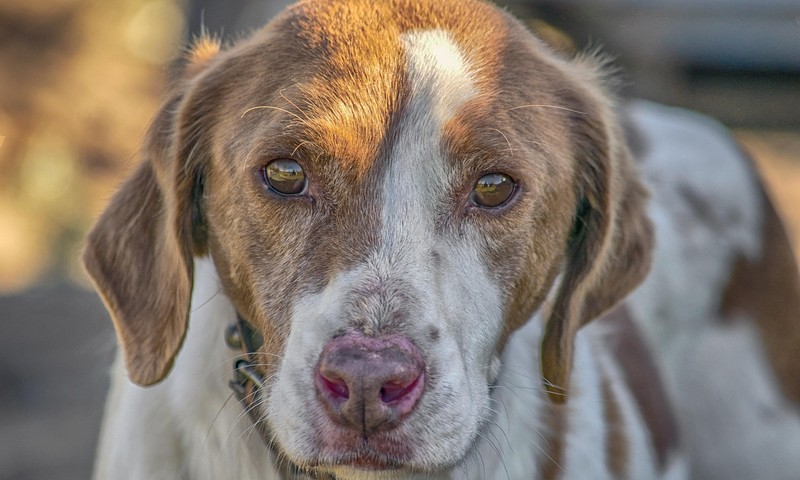 狗狗毛发护理全攻略：从日常护理到洗澡技巧