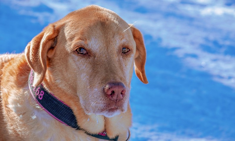 猫咪换粮攻略：平稳过渡，呵护猫咪肠胃健康